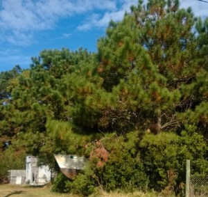 One of those little surprises - a boat in the woods