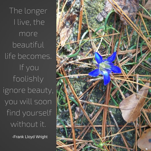 The longer I live, the more beautiful life becomes. If you foolishly ignore beauty, you will find yourself without it.