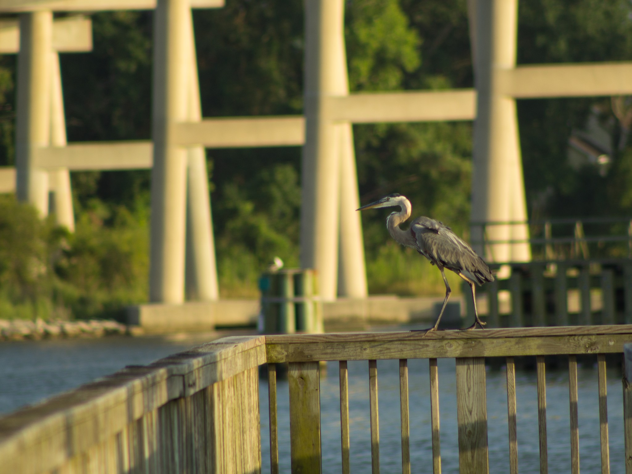 blue heron