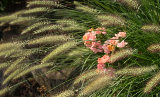 pink-flowers-17lr-2274